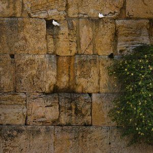 Meet your Posher, Emunah